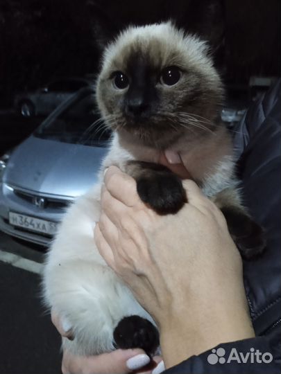 Кошка в дар