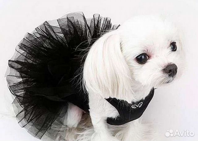 Одежда для собак Puppy Angel,S