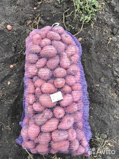 Продам картофель