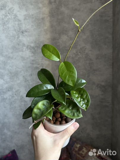 Хойя карноза кринкл 8