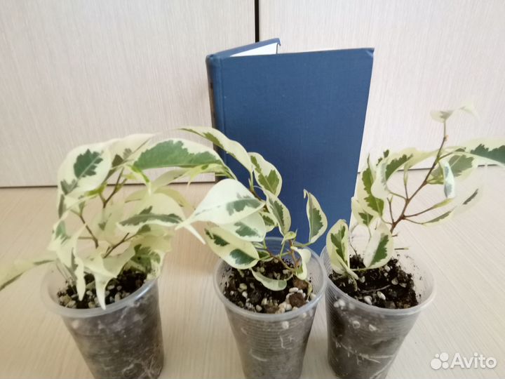 Фикус де Гантель