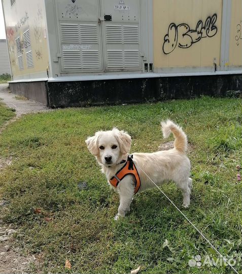 Передержка для животных