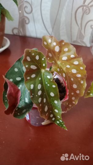 Бегония Макулата