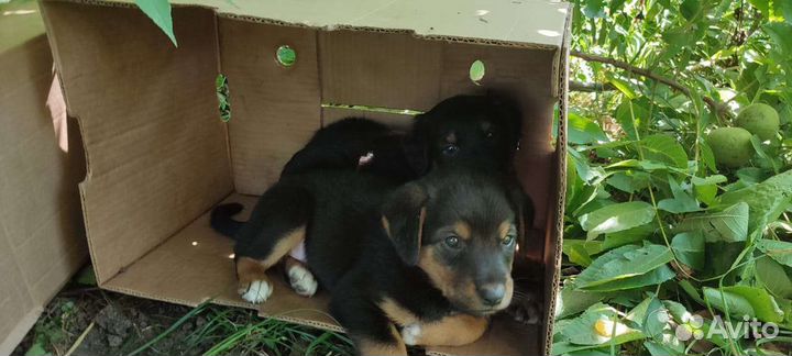 Собака в добрые руки