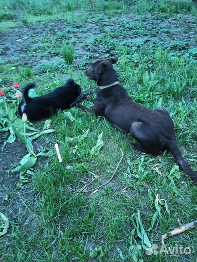 Собака в добрые руки