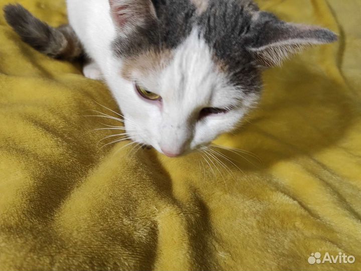 Кошка в дар бесплатно