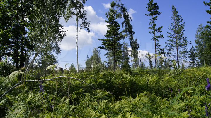 Участок 14,2 сот. (ИЖС)