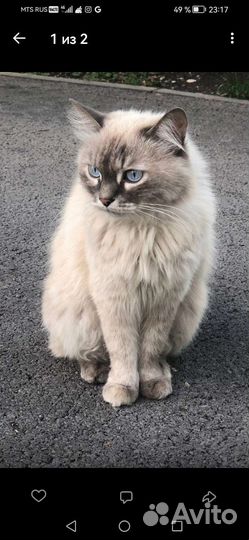 Кошечка в добрые руки