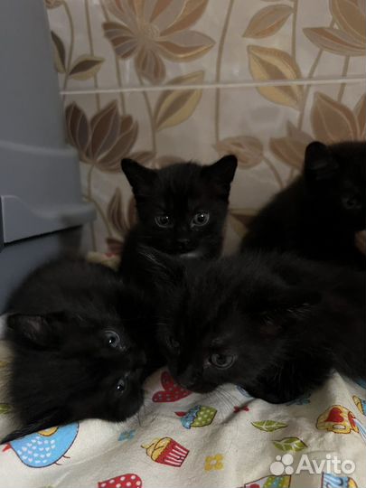Котята в добрые руки