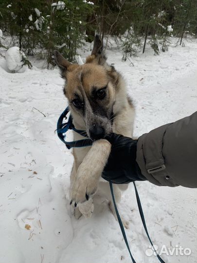 Собака в добрые руки