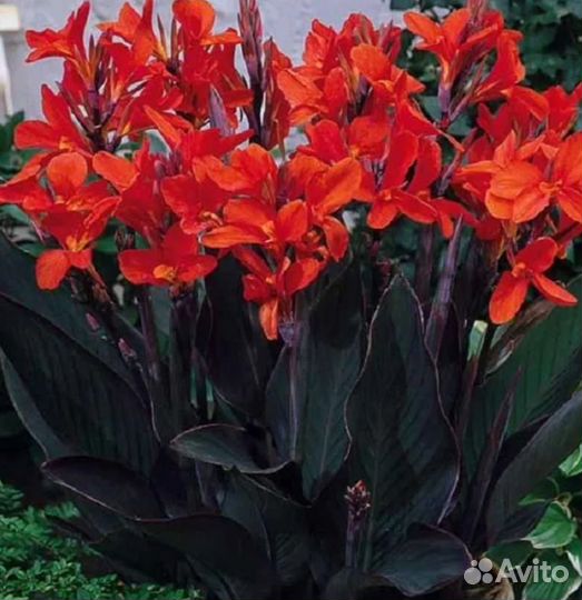 Продам цветы Канны