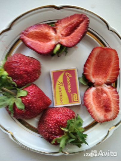 Рассада клубники сорт 