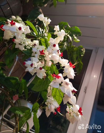 Клеродендрум