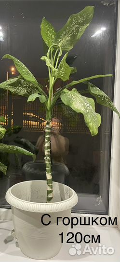 Диффенбахия