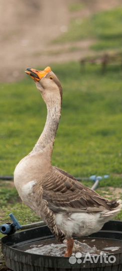 Гусак и гусыня