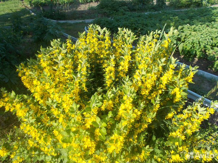 Цветы для дачи