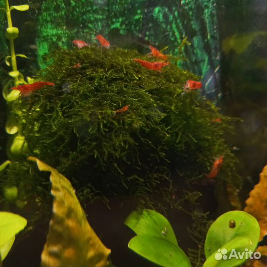 Аквариумные рыбки гуппи