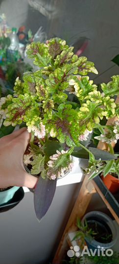 Циперус колеус монстера и др