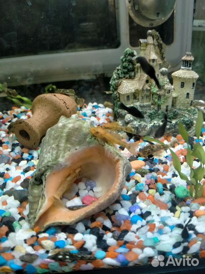 Сомики анцитрусы