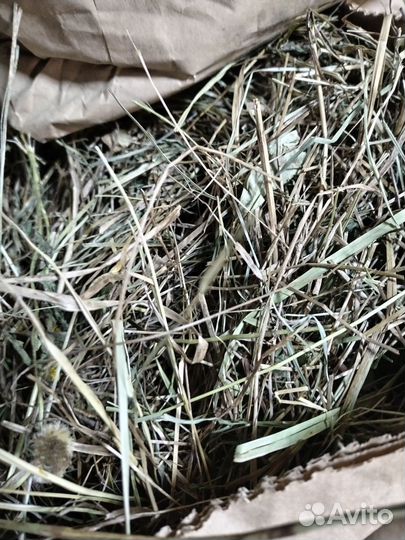 Сено в квадратных тюках