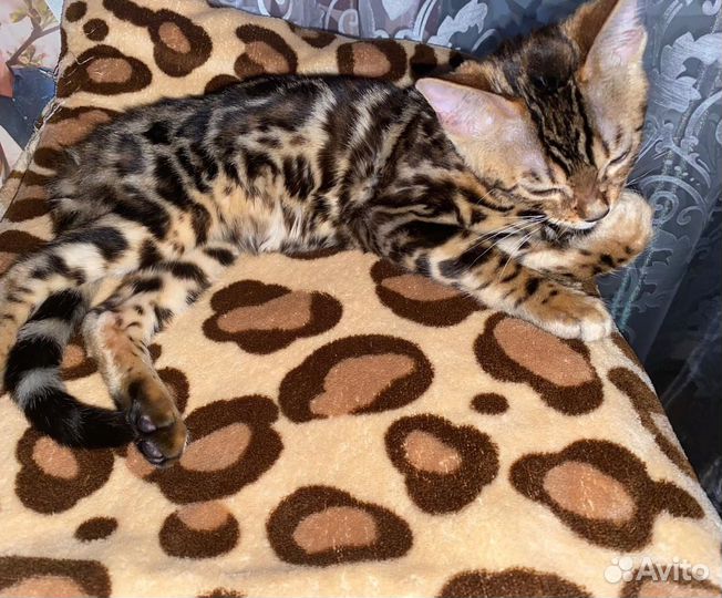 Бенгальский котенок