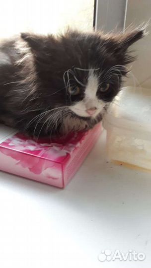 Котенок Феликс