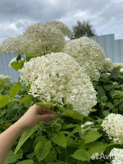 Гортензия кустом