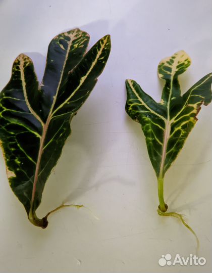 Кодиеум экселент (кротон)