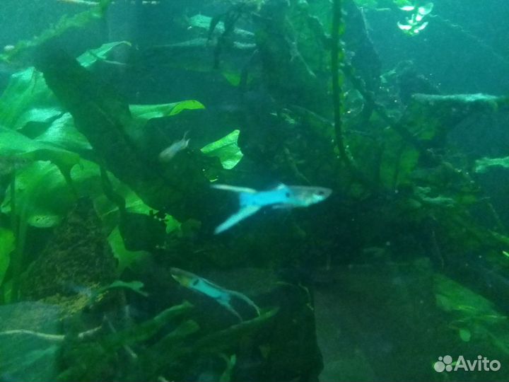 Гуппи японские