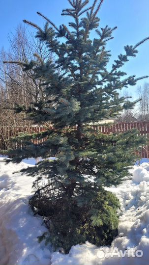 Ель голубая крупномер