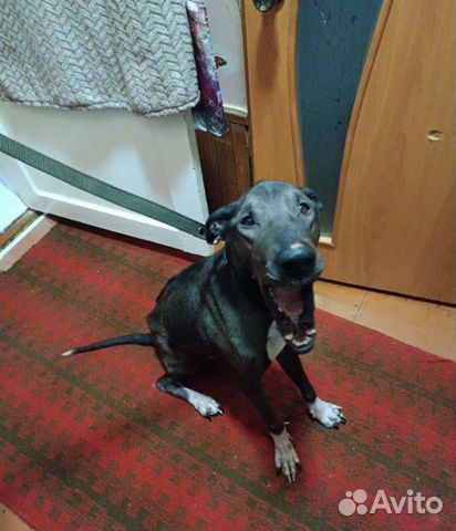 Родезийский риджбек собака 1,5 года объявление продам