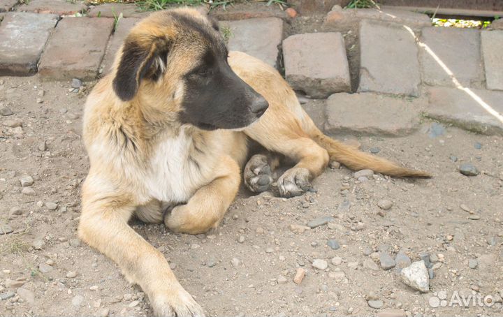 Щенок в добрые руки бесплатно