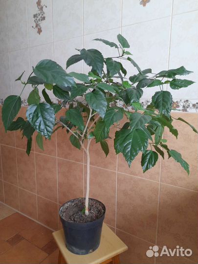 Экзотические комнатные растения, Роза китайская