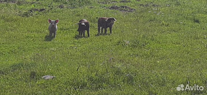 Мясо свинина домашняя