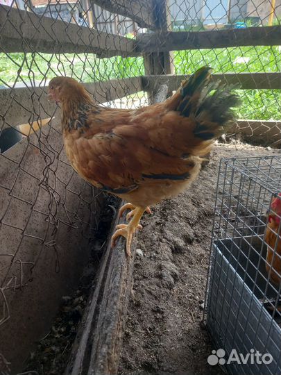 Петушки Кучинские