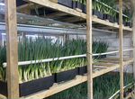 Бизнес по выращиванию зеленого лука или тюльпанов