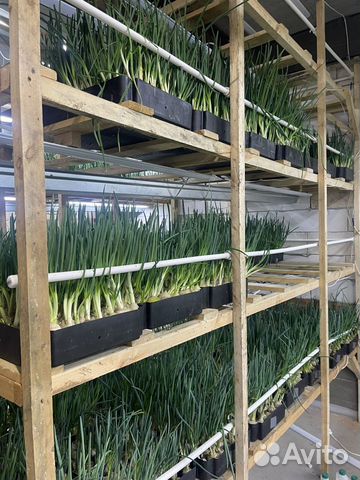 Бизнес по выращиванию зеленого лука или тюльпанов объявление продам