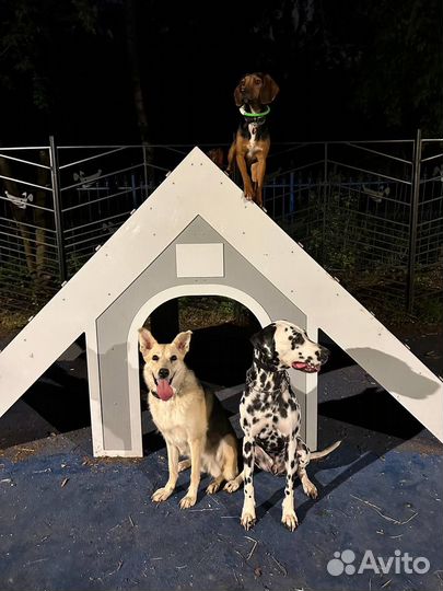 Хвостатые друзья в поисках дома