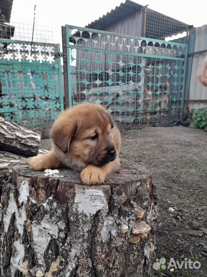 Щенки в добрые руки