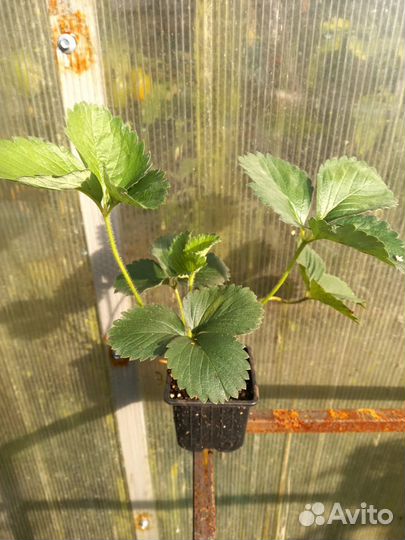 Саженцы клубники