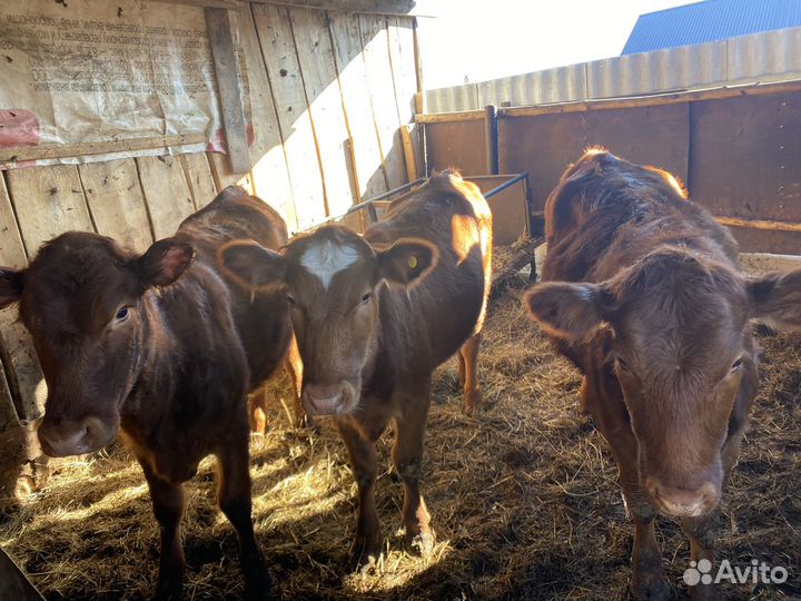 Телочки на племя