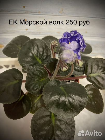 Фиалка