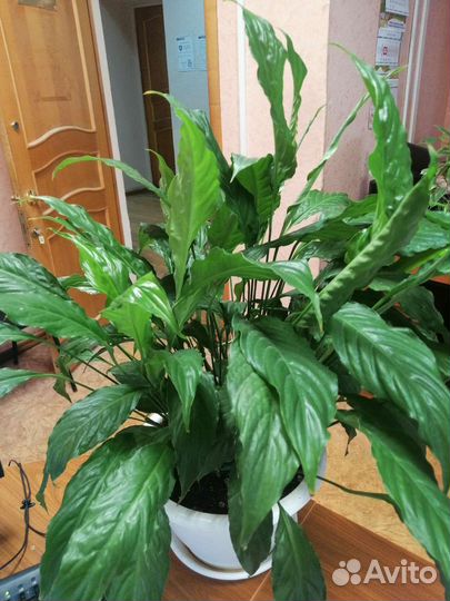 Спатифиллум