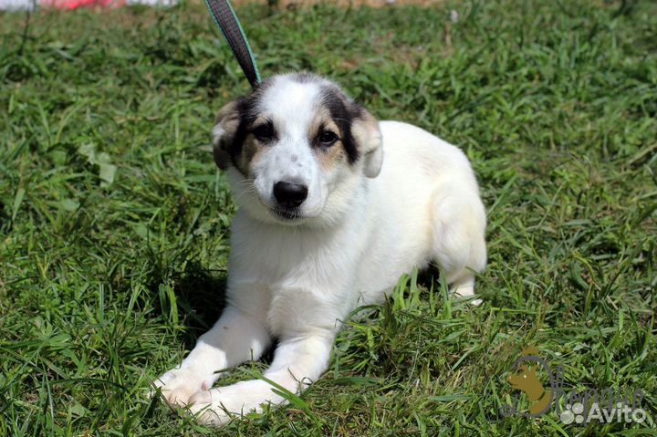 Скромняга Бертранд в дар