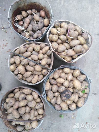 Семенной картофель