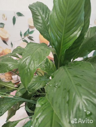 Спатифиллум