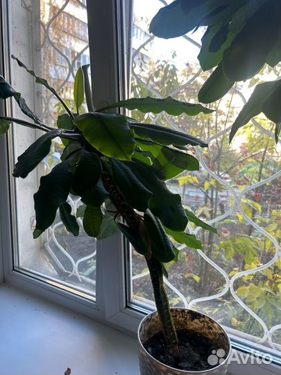 Молочай беложилковый