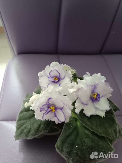 Продам комнатные цветы