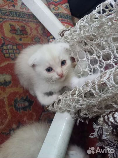 Потерялась белая вислоухая кошечка