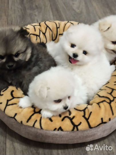 Померанский шпиц